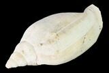 Pliocene Gastropod (Scaphella) Fossil - Florida #146115-1